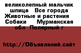 великолепный мальчик шпица - Все города Животные и растения » Собаки   . Мурманская обл.,Полярный г.